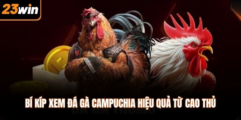 Bí kíp xem đá gà campuchia hiệu quả từ cao thủ