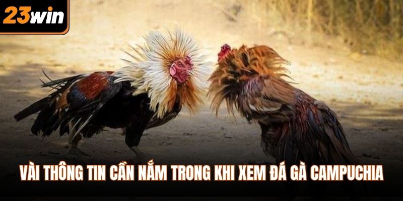 Vài thông tin cần nắm trong khi xem đá gà campuchia